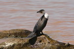 Eth_643 White-breasted Cormorant
