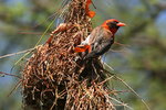 Eth_651 Red-headed Weaver