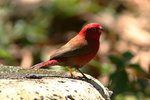 Eth_657 Red-billed Firefinch