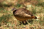 Eth_661 Crested Francolin
