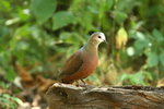 Eth_663 Lemon Dove