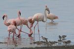 Eth_676 Greater Flamingo