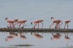 Eth_679 Lesser Flamingo