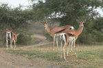 Eth_682 Grant's Gazelle
