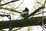 Eth_683 African Paradise Flycatcher