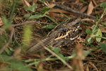 Eth_684 Slender-tailed Nightjar