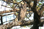 Eth_687 Greyish Eagle-owl