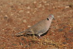Eth_733 African Mourning Dove