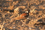 Eth_809 Chestnut-backed Sparrow-lark