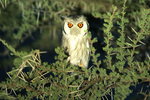 Eth_814 Northern White-faced Owl