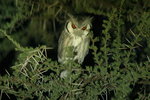 Eth_816 Northern White-faced Owl