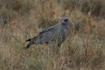 Eth_818 Dark Chanting Goshawk