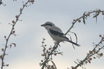 Eth_820 Southern Grey Shrike