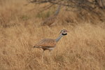 Eth_823 White-bellied Bustard