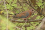 Eth_829 Laughing Dove