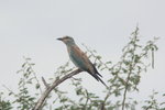 Eth_834 European Roller