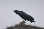 Eth_840 Fan-tailed Raven