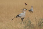 Eth_844 Secretarybird