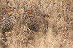 Eth_848 Yellow-necked Spurfowl