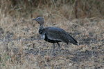 Eth_865 Buff-crested Bustard