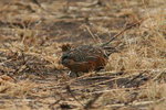 Eth_868 Harlequin Quail
