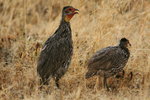 Eth_870 Yellow-necked Spurfowl