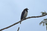 BraA_012 Curl-crested Jay