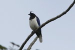 BraA_013 Curl-crested Jay
