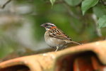 BraA_014 Rufous-collared Sparrow