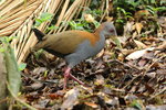 BraA_021 Slaty-breasted Wood Rail