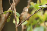 BraA_024 Southern House Wren