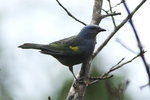 BraA_028 Golden-chevroned Tanager M