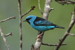 BraA_031Blue Dacnis M