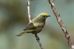 BraA_032  Palm Tanager