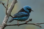 BraA_033 Blue Dacnis M