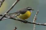 BraA_034 Bananaquit