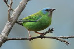 BraA_036 Blue Dacnis F