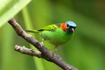 BraA_208 Red-necked Tanager