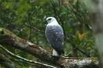 BraA_230 White-necked Hawk