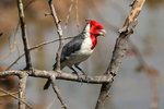 BrPan_012 Red-crested Cardinal
