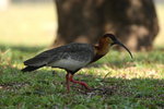 BrPan_018 Buff-necked Ibis