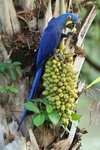 BrPan_066 Hyacinth Macaw
