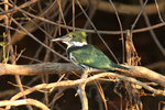 BrPan_292 Amazon Kingfisher F