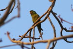 BrPan_509 Yellow-chevroned Parakeet