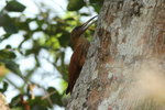 BrPan_526 Great Rufous Woodcreeper