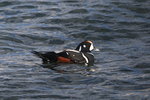 Feb_039 Harlequin Duck M
