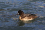 Feb_040 Greater Scaup F
