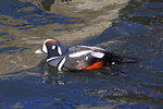 Feb_041 Harlequin Duck M