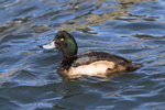 Feb_042 Greater Scaup M