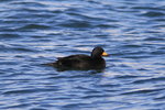 Feb_043 Black Scoter M